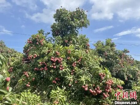 （走進(jìn)中國(guó)鄉(xiāng)村）廣東汕頭雷嶺荔枝俏銷海內(nèi)外